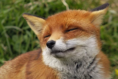 Fox Wallpapers Widescreen Resolution 6D7 WallPey