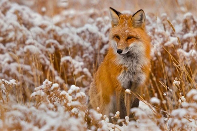 Laptop 1366x768 Fox Wallpapers HD, Desktop Backgrounds 1366x768 ...