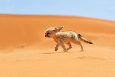Fox Desert New Desktop Wallpapers HD Wallpapers