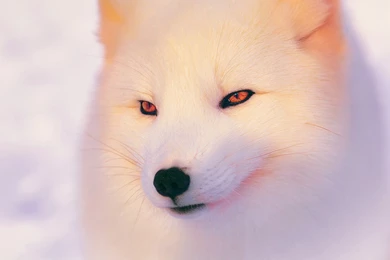 Ultra HD 4K Arctic Fox Wallpapers HD, Desktop Backgrounds 3840x2400