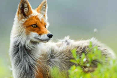 Beautiful Fox Wallpapers