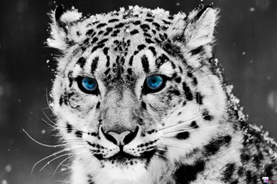 HD White Tiger Wallpapers
