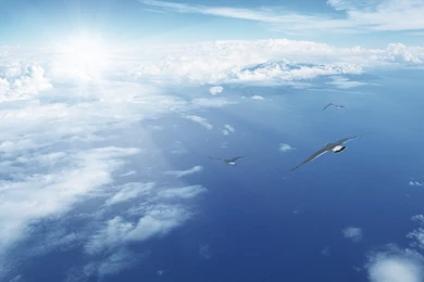 Birds Flying In The Sky Wallpapers