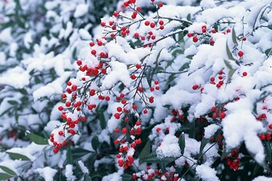 Winter Scene Wallpapers Winter Trees Wallpaper14 Wallcoo.net