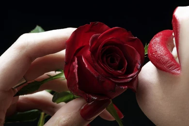 Red Rose Larest Hd Kissing Photo Download
