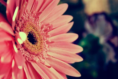 Pink Transvaal Daisy Wallpapers And Images Wallpapers, Pictures ...