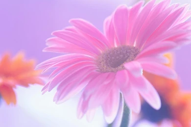 Pink Daisy Wallpapers HD Wallpapers Lovely