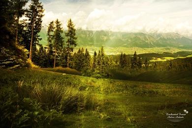 Green Forest Best Wallpapers