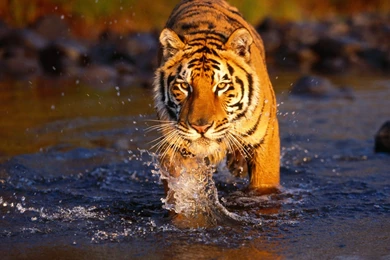 Animals Wallpapers HD Desktop Backgrounds Page 55