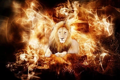 10 Best Lion Wallpapers Free Download Find Quotes , Beautiful ...