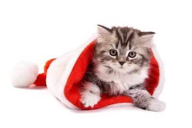 Cute Cat On The Christmas Hat Wallpapers High D
