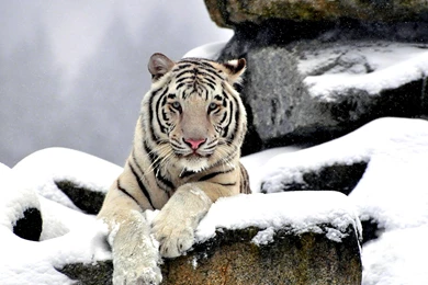White Tiger Wallpapers, Images, Photos, Pictures & Pics