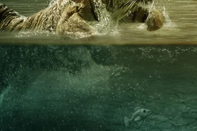 Most Popular iPhone 5s Wallpapers Free iPhone 6 Wallpapers