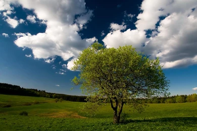 Summer Broad Grassland And Tree Wallpapers Widescreen And HD ...