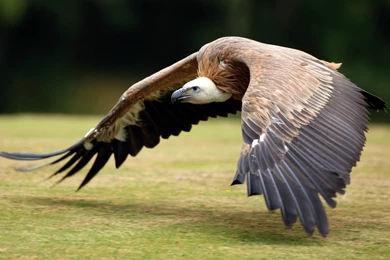 1600x900 Vulture Wallpapers