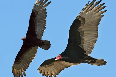 Vulture Wallpapers Animals Town