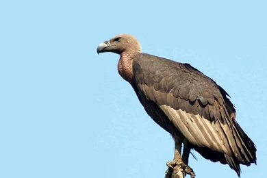 Vulture Wallpapers Animals Town