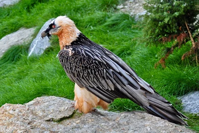 41 Vulture HD Wallpapers