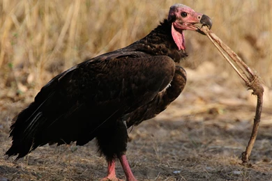 Red headed Vulture Computer Wallpapers, Desktop Backgrounds ...
