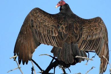 Vulture Wallpapers And Backgrounds Animals Town