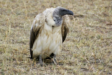 Griffon Vulture Wallpapers Animal Wallpapers