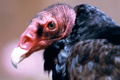 Turkey Vulture Head Wallpaper.