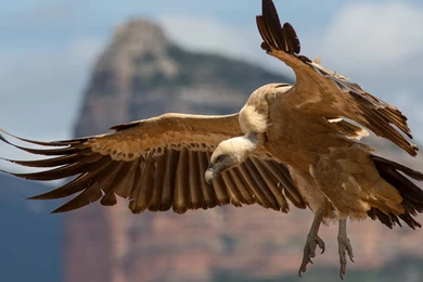 3 Griffon Vulture HD Wallpapers