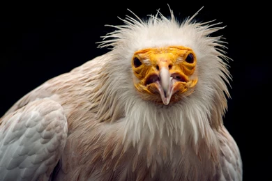 Warning By An Egyptian Vulture 1680x1050 Wallpapers