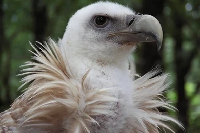 Amazing Vultures Favourites By MaxFrances On DeviantArt