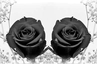 Black Roses Wallpapers Wallpapers