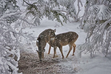 Two Deers At Wintertime Wallpapers