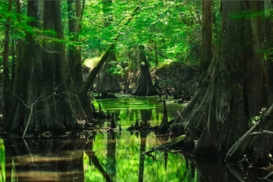 Download Wallpapers 1920x1080 Forest, Trees, Water Full HD 1080p HD ...