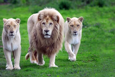 Lion family wildlife photograpy.jpg