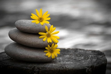 Black In White And Flower Colorfull Hd Wallpapers