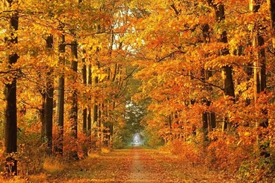 Autumn Backgrounds Wallpapers Zone