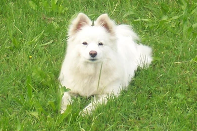 Volpino All Small Dogs Wallpapers (15280359) Fanpop