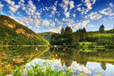 Sunshine Through The Trees Wallpapers 28483