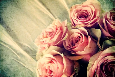 Roses Daydreaming Wallpapers (23075712) Fanpop