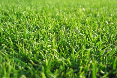 Hd Grass Hd Wallpapers 3D