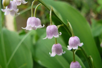 Beautiful Flowers Wallpapers For Desktop Wallpapers HD Base