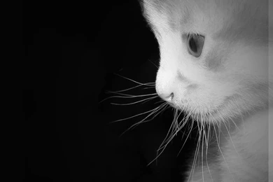 Cute wallpapers By Krazy4ever On DeviantArt