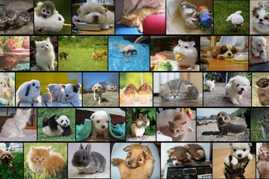 Cutest Wallpapers Ever By Loonylawnflamingo On DeviantArt