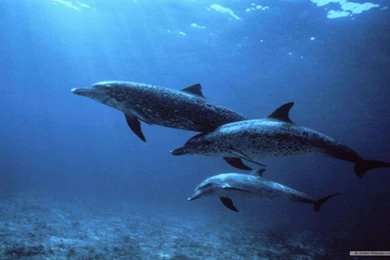 Free Wallpapers Free Animal Wallpapers Marine Life 1 Wallpapers ...