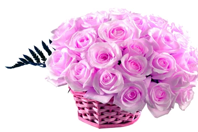 Pink Rose Bucket HDwallpaper4U.com