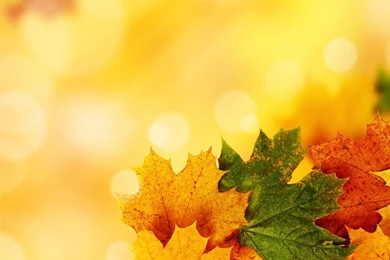 Free Autumn Background Images Wallpapers Cave