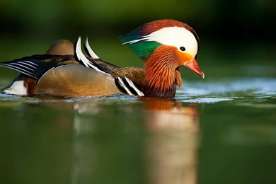 Mandarin Duck Pictures