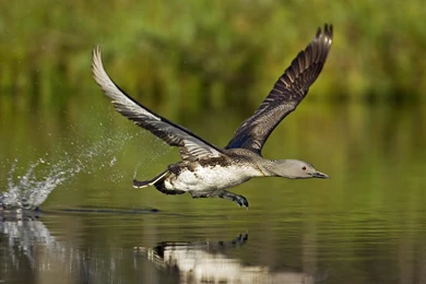 Duck Computer Wallpapers, Desktop Backgrounds