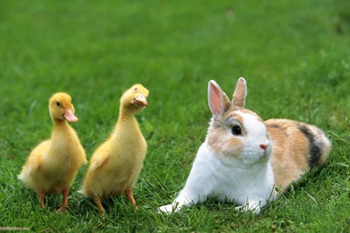 Ducks Wallpapers Wallpapers Cave