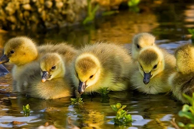 187 Duck HD Wallpapers