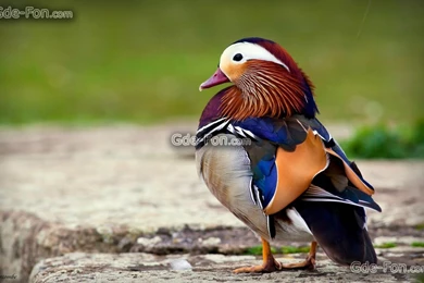 378080_utka_vodoplavayushhee_mandarinka_1920x1200_www.Gde Fon.com.jpg